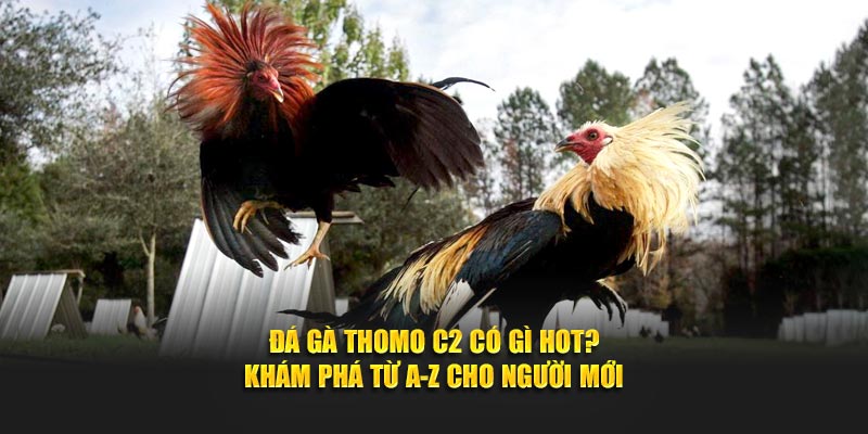 Đá gà Thomo C2
